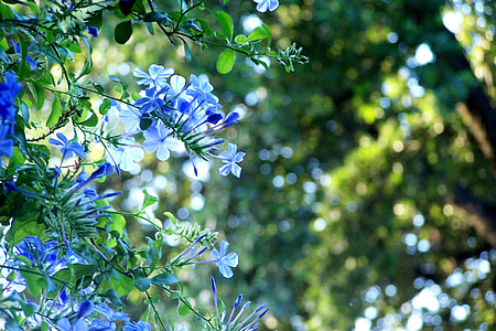 Plumbago, flor, floración, azul