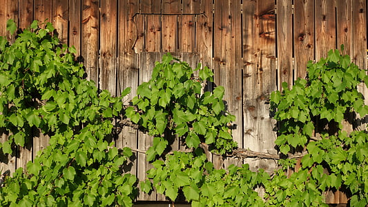 vine, grapevine, wine, wooden wall, grow, wall boards, plant