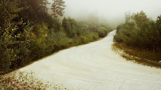 bosque, niebla, carretera, misterio, hadas, cuento, naturaleza