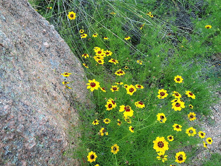 flors silvestres grocs, granit rosa, Roca encantada texas, natura, groc, flor, l'estiu
