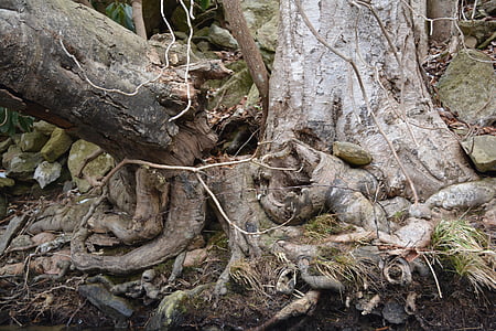 root, gnarly, tree roots, tree, organic, agriculture, outdoors