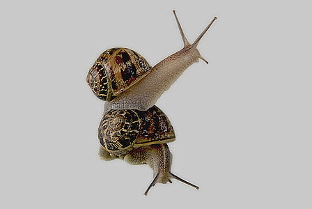 snail, gastropod, shell, animal, slimy, nature, wildlife