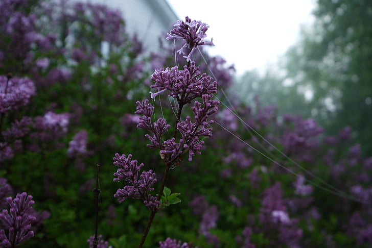 purple, flowers, web, fog, morning, dew, flower