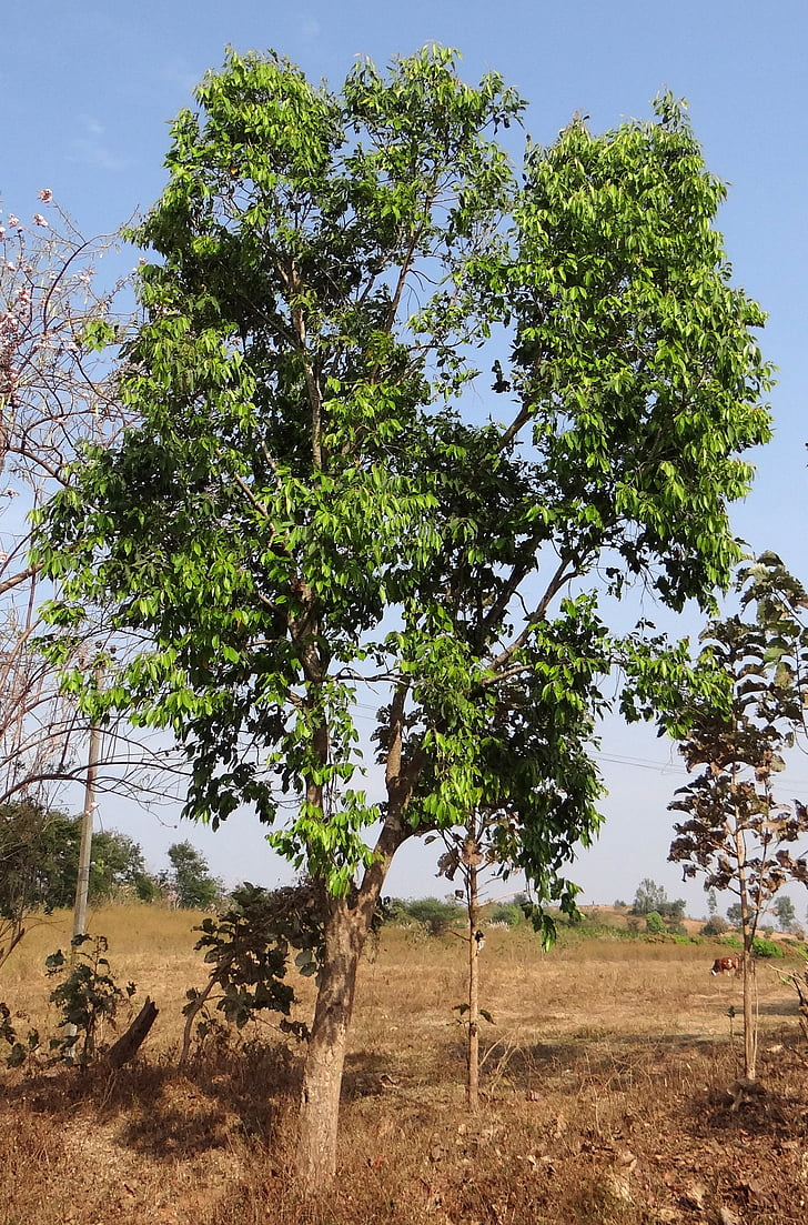 syzigium ingår, träd, BlackBerry, Jamun, Indien, ekologisk, jordbruk