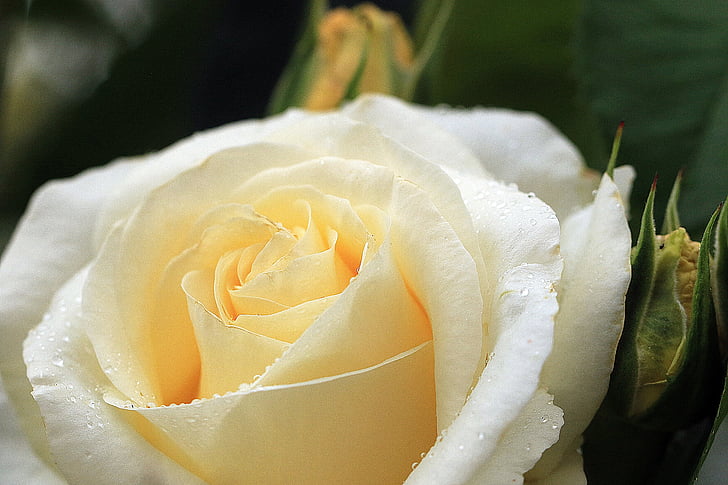 Róża, żółty podniosłem się, Róża Kwiat, płatki róż, tea Róża, Rosa, kwiat