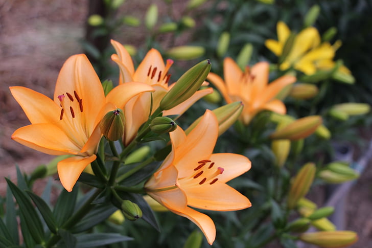 Lirio, orangefarbene Blume, Frühling