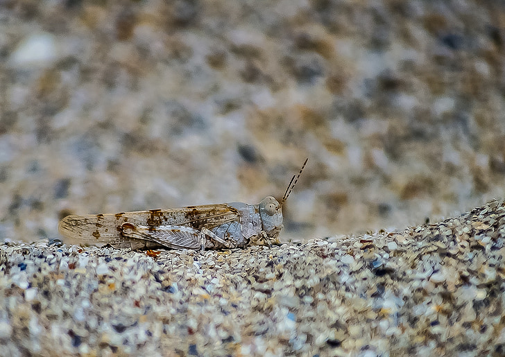 Locust, inseto, natureza, vida selvagem, natural, close-up, areia