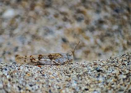 locust, insect, nature, wildlife, natural, close-up, sand