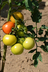 tomates, tomatenrispe, légumes, alimentaire, fermes de, tomates de Bush, nachtschattengewächs