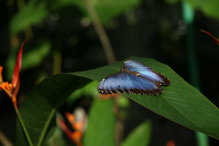 blauwe morpho vlinder, insect, vleugels, natuur, antenne, blad, macro