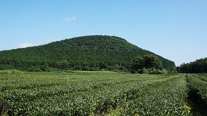 Jeju, trà xanh, trà, Trang trại, Thiên nhiên, màu xanh lá cây, cảnh quan