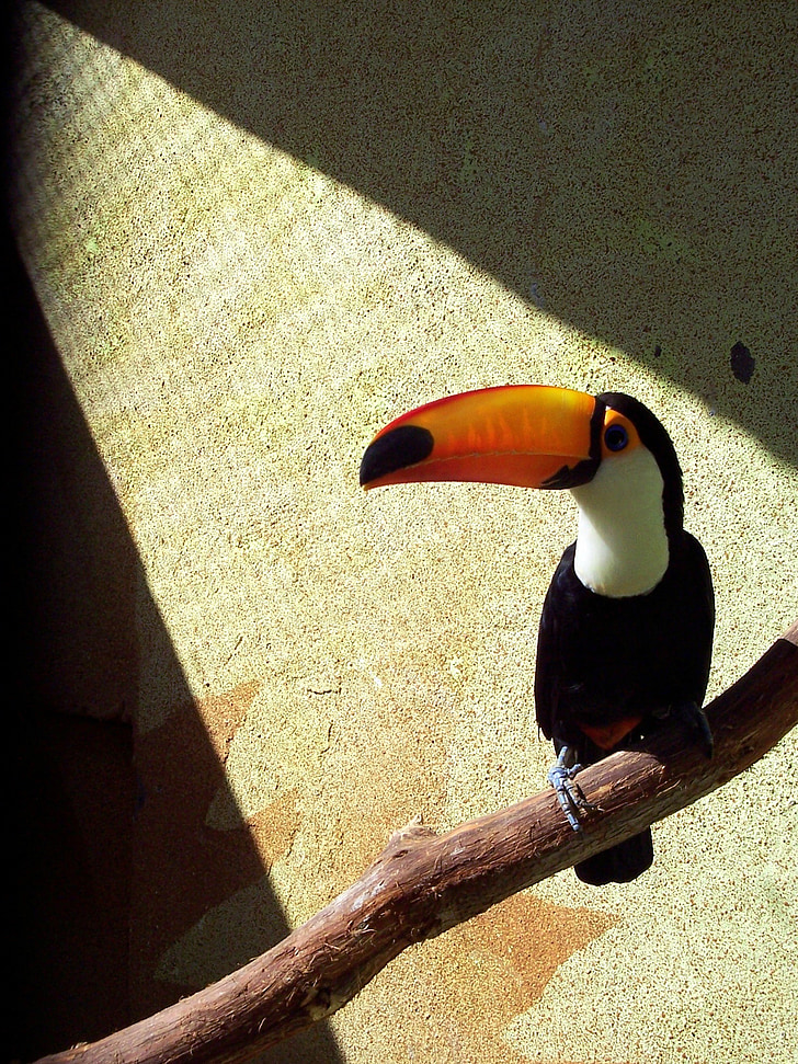 toucan, perched, zoo, tropical, bill, colorful, exotic