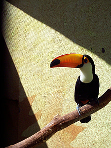 Toucan, uppflugen, Zoo, Tropical, Bill, färgglada, exotiska