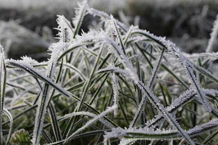 grass, winter, wintry, cold, frost, nature, grasses
