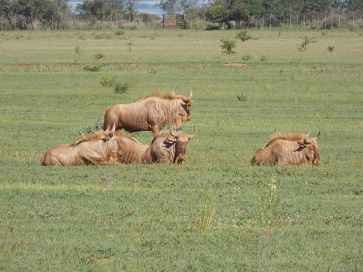 wildebeest dorato, natura, mammifero, d'oro, Wildebeest, Africa, antilope