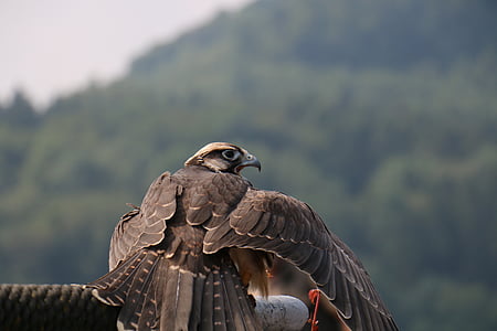 Falcon, lind, Raptor, looma, loodus, eluslooduse fotograafia, pistrik Jahindus
