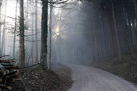 forest, fog, sun, nature, trees, winter, autumn