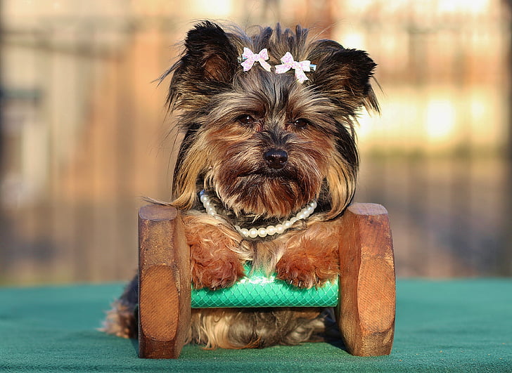 dog, small, pets, animal, yorkshire Terrier, terrier, purebred Dog