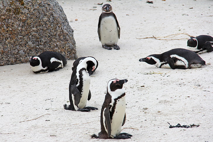 tučňák, Fajn, mazlivá, Krásné, pláž, Boulders beach, tučňáci
