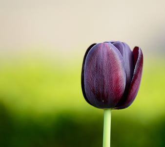 tulipán, virág, virágok