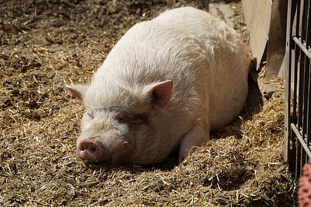 miniature pig, pig, pot bellied pig, thick, pink, piglet, farm