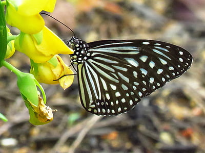 črnega metuljčka, cvet, blizu, črna