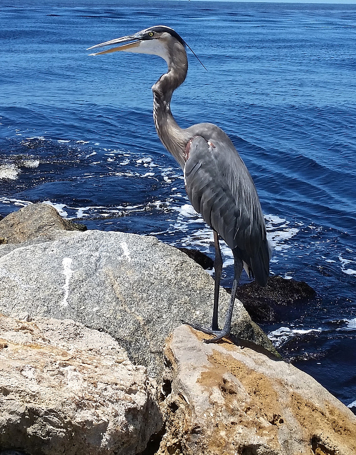 great blue heron, bird, wildlife, nature, beach, florida, vacation