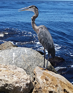 Great blue heron, fugl, Wildlife, natur, Beach, Florida, ferie