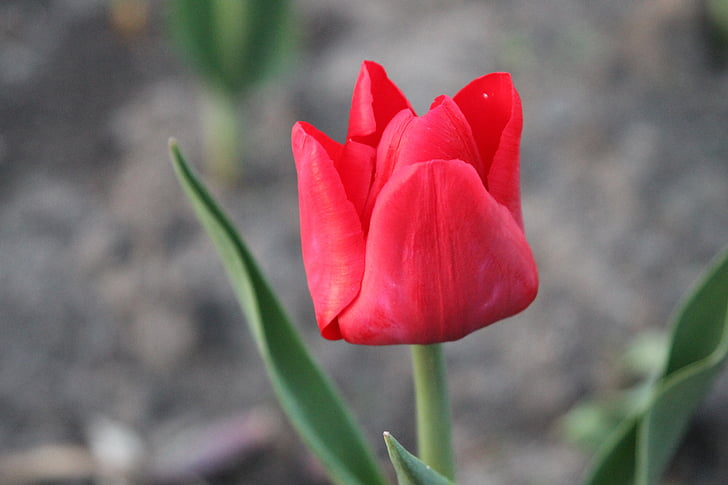 spring, tulips, flowers, nature, beautiful