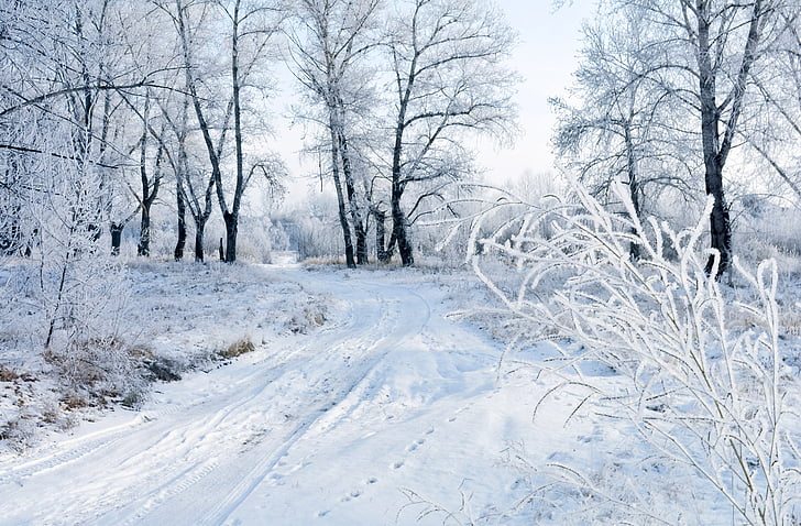 snow, winter, landscape, nature, frost, christmas, december