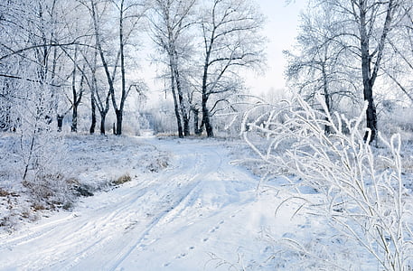 sne, vinter, landskab, natur, Frost, jul, december
