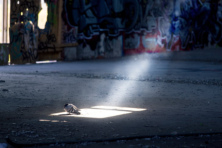 bird, pidgeon, sunbeam, light, dirty, abandoned, warehouse