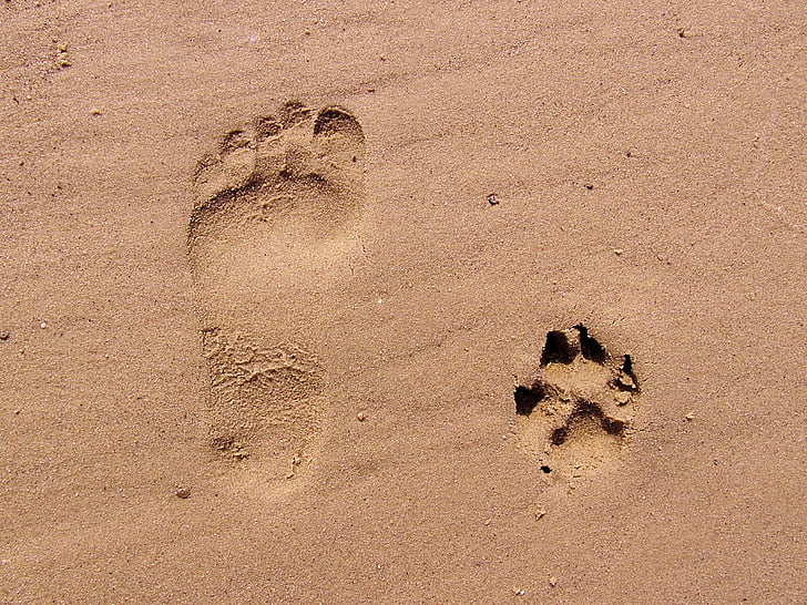 voetafdruk, zand, voetafdrukken, strand, Trace, paw, poot afdrukken