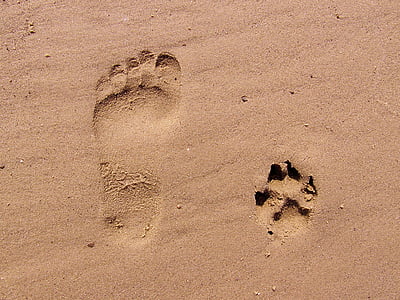 fodaftryk, sand, fodspor, Beach, Trace, Paw, pote print