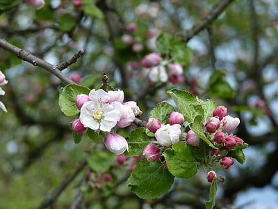 Apple, flor, flor, Primavera, -de-rosa, Branco, filial