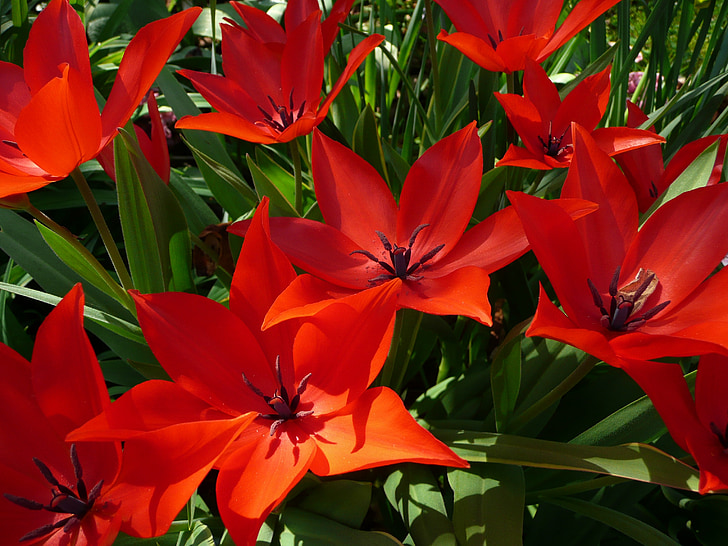 rood, bloem, Tuin, Flora