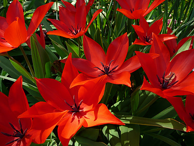 czerwony, kwiat, ogród, Flora