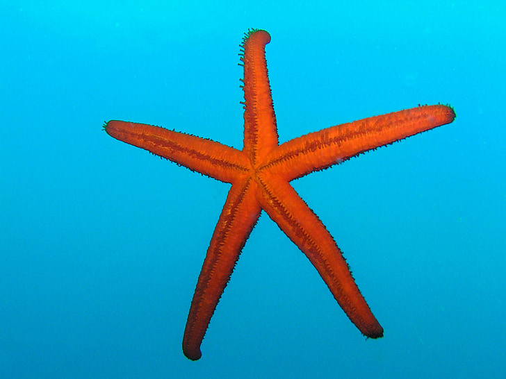 starfish, diving, underwater, red, blue, sea, water