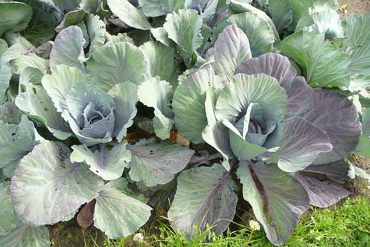 cabbage, fresh, coal
