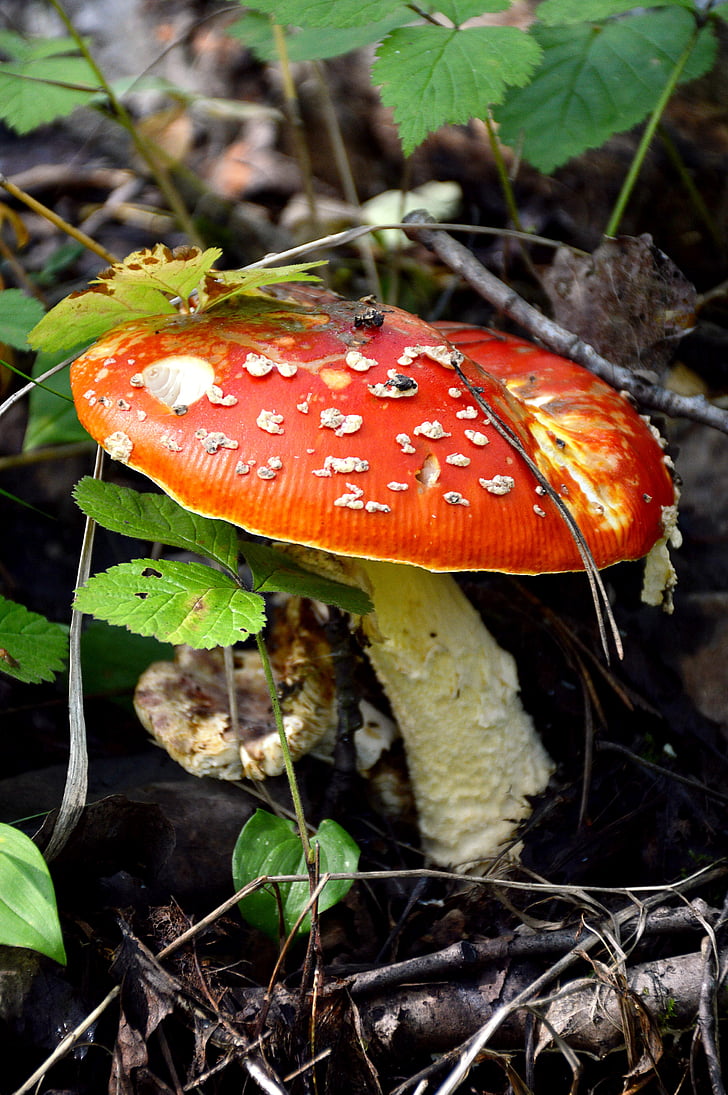mushroom, amanita, summer, forest, nature, fungus, autumn