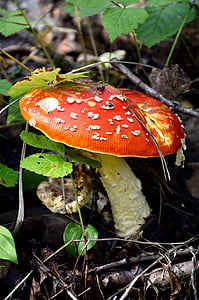 houby, Muchomůrka, léto, Les, Příroda, houby, podzim