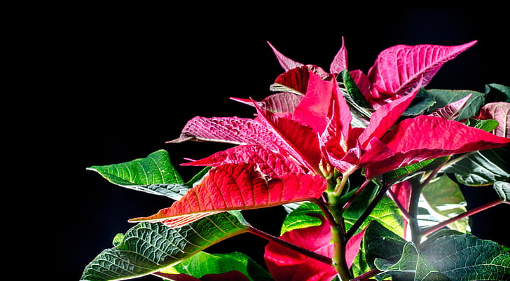 jõulutähega, punane leht, Advent, talvel lill, lehed, loodus, taim