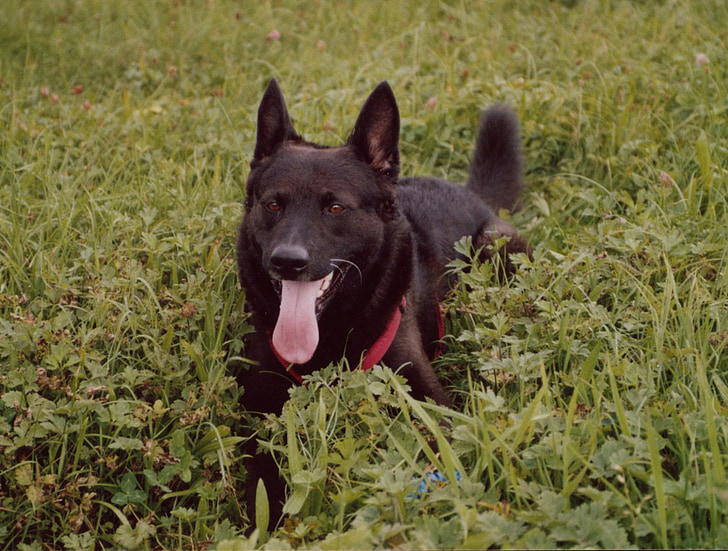 cão, preto, cão de Schäfer, animal de estimação, linda, cães, vigilante