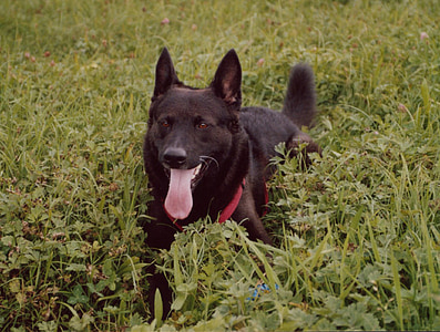perro, negro, perro de Schäfer, mascota, hermosa, perros, vigilante