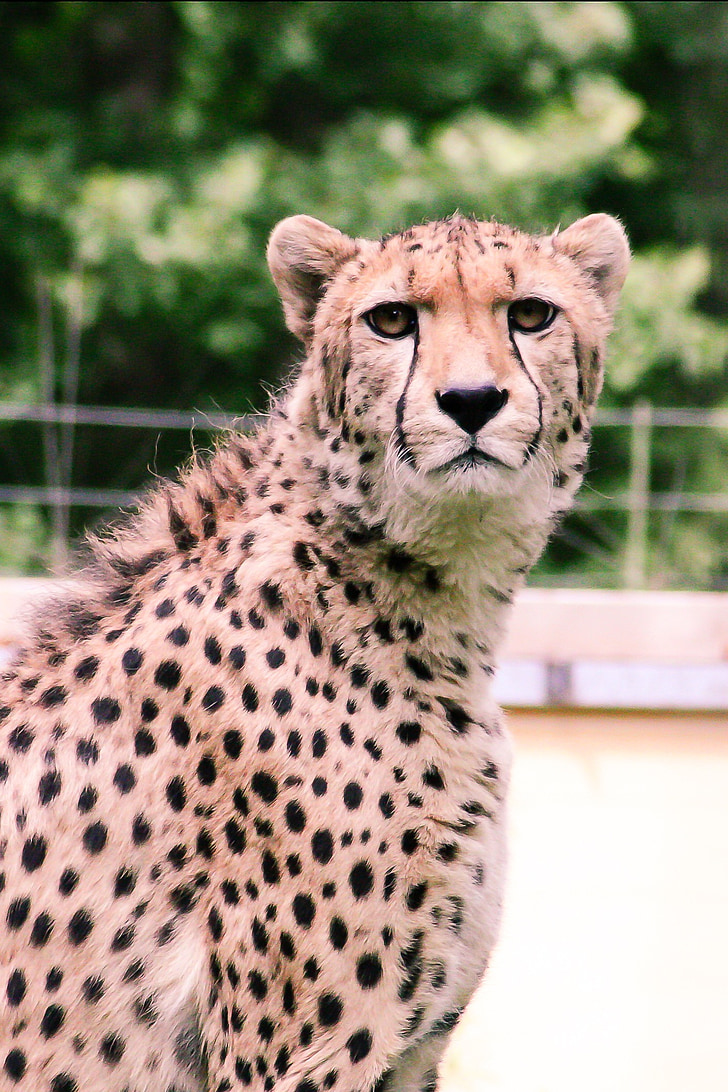 Cheetah, dyrehage, dyr, rovdyr, flekker, dyr, katten