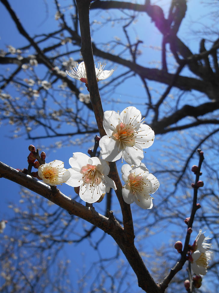plūmes, balta plum blossoms, ziediem no agrā pavasarī, balta plūme, ziedi, augu