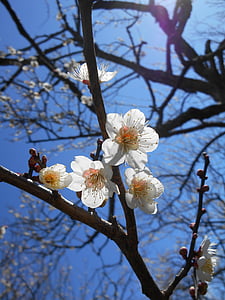 plomme, hvit plommeblomster, blomster i tidlig på våren, hvit plomme, blomster, anlegget