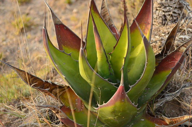 Aloe, sábila, natur, blad, kaktus, anlegget, saftige anlegget