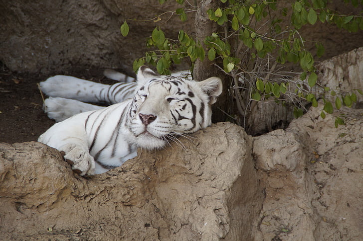 tiger, white tiger, king tiger, predator, cat, wildcat, big cat