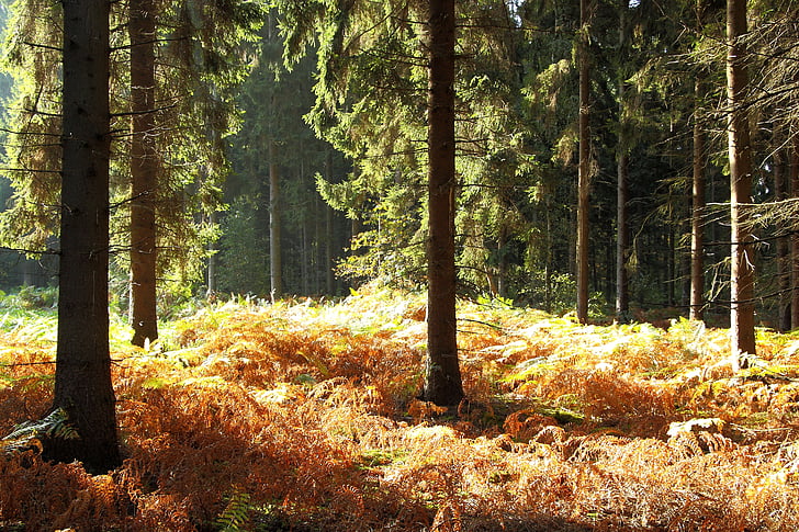 Les, podzimní les, kapradina, podzim, stromy, krajina, zadní světlo